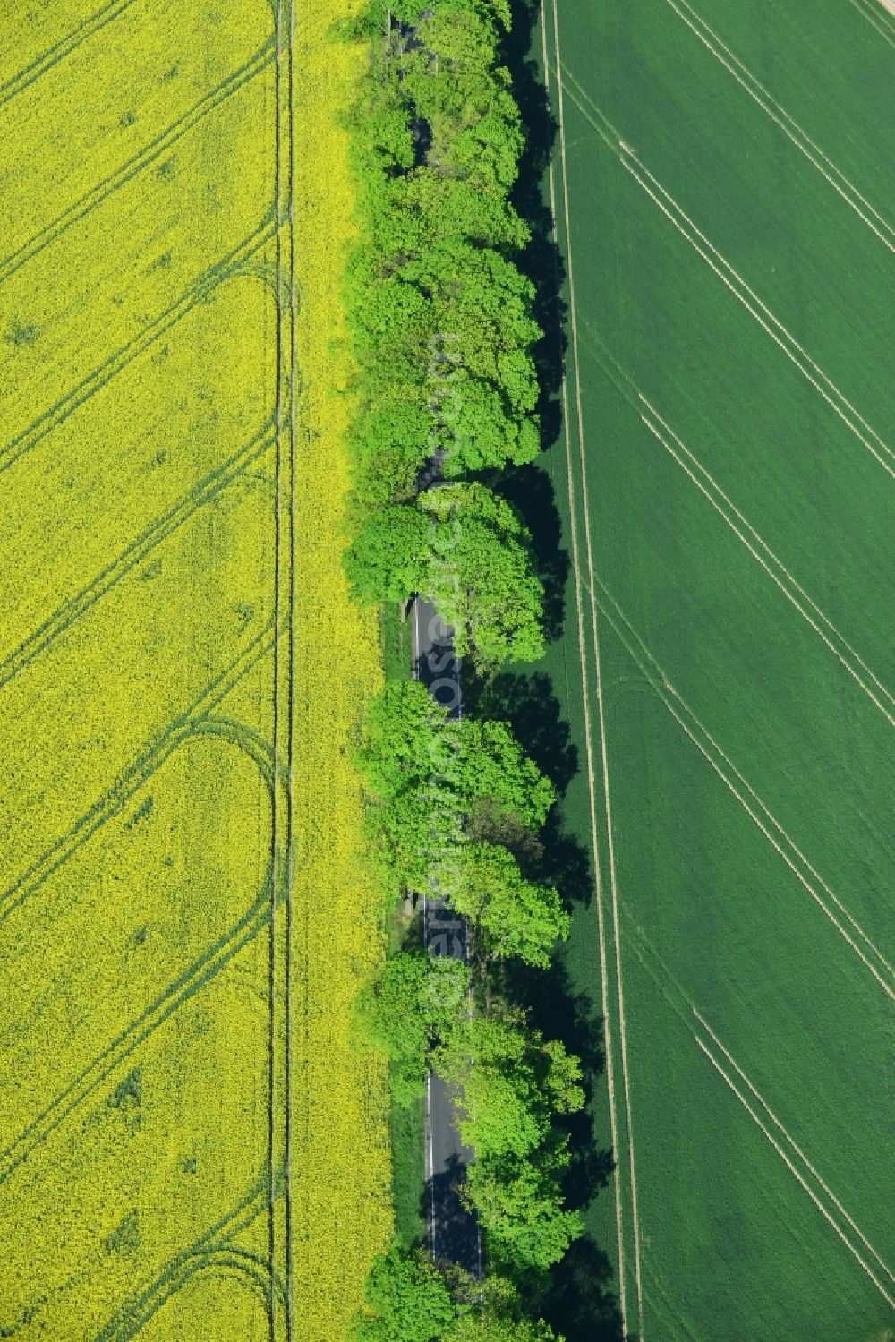 Aerial photograph Altlandsberg - Field landscape yellow flowering rapeseed flowers in Altlandsberg in the state Brandenburg