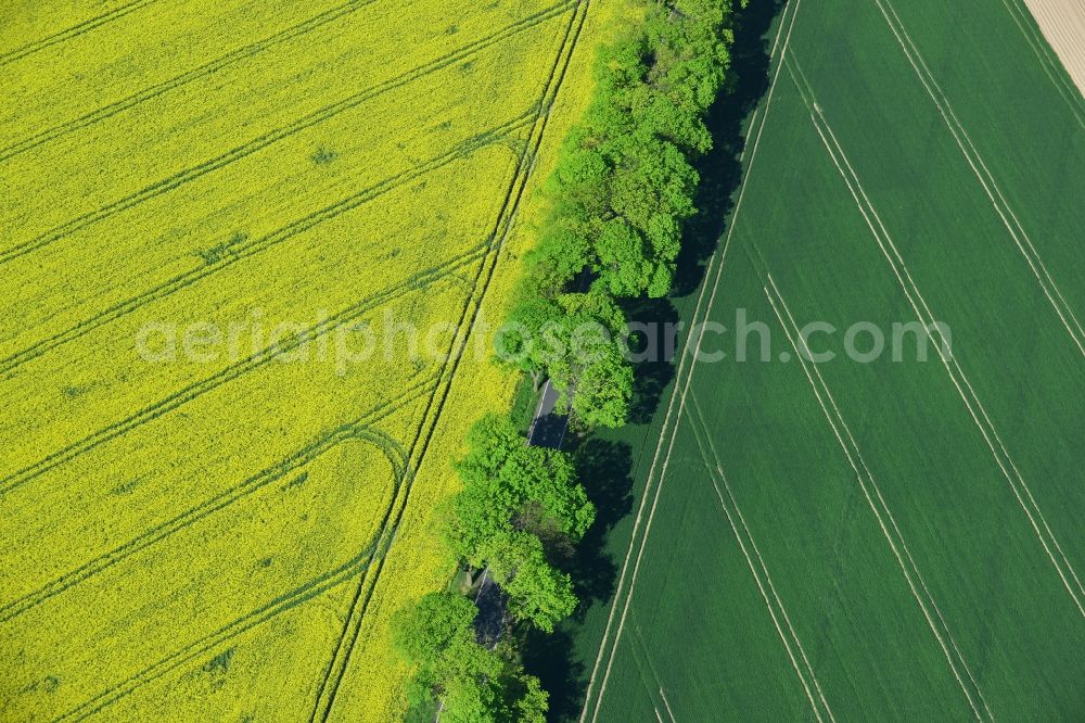 Altlandsberg from above - Field landscape yellow flowering rapeseed flowers in Altlandsberg in the state Brandenburg