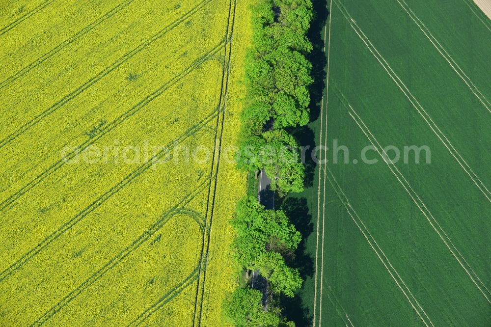 Altlandsberg from the bird's eye view: Field landscape yellow flowering rapeseed flowers in Altlandsberg in the state Brandenburg