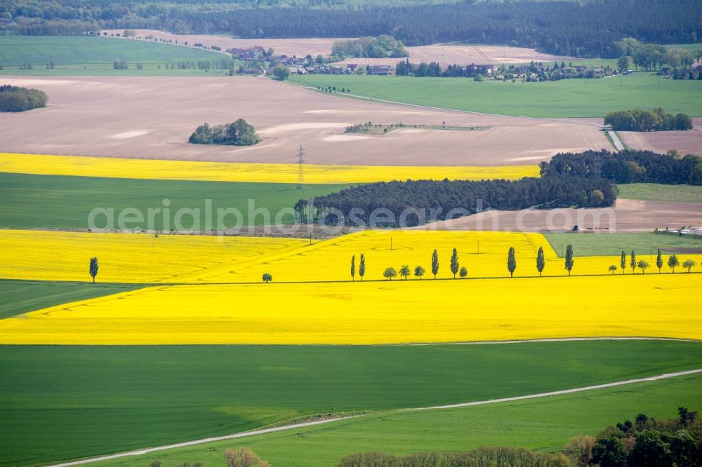 Bad Belzig from above - Field landscape yellow flowering rapeseed flowers in Bad Belzig in the state Brandenburg, Germany