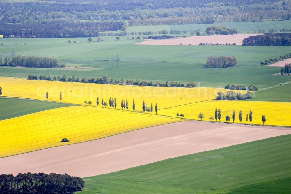 Bad Belzig from the bird's eye view: Field landscape yellow flowering rapeseed flowers in Bad Belzig in the state Brandenburg, Germany