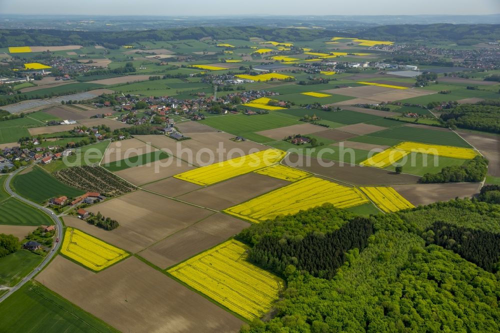 Bad Laer from the bird's eye view: Field landscape yellow flowering rapeseed flowers in Bad Laer in the state Lower Saxony