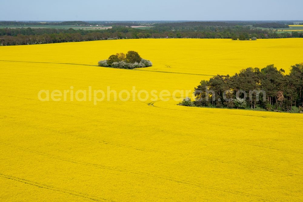 Aerial image Beetzseeheide - Field landscape yellow flowering rapeseed flowers in Beetzseeheide in the state Brandenburg, Germany