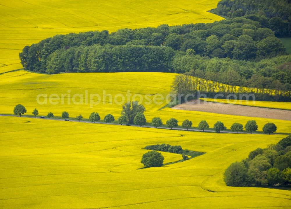 Erkrath from the bird's eye view: Field landscape yellow flowering rapeseed flowers near Erkrath in the state North Rhine-Westphalia