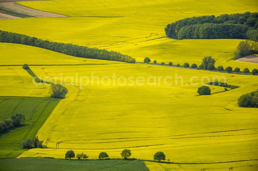 Aerial image Erkrath - Field landscape yellow flowering rapeseed flowers near Erkrath in the state North Rhine-Westphalia