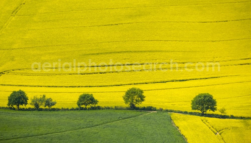 Aerial photograph Erkrath - Field landscape yellow flowering rapeseed flowers near Erkrath in the state North Rhine-Westphalia