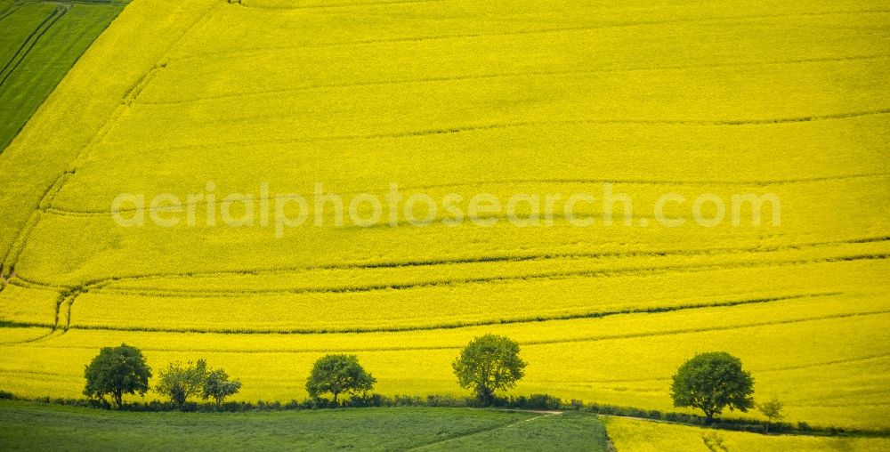 Erkrath from above - Field landscape yellow flowering rapeseed flowers near Erkrath in the state North Rhine-Westphalia