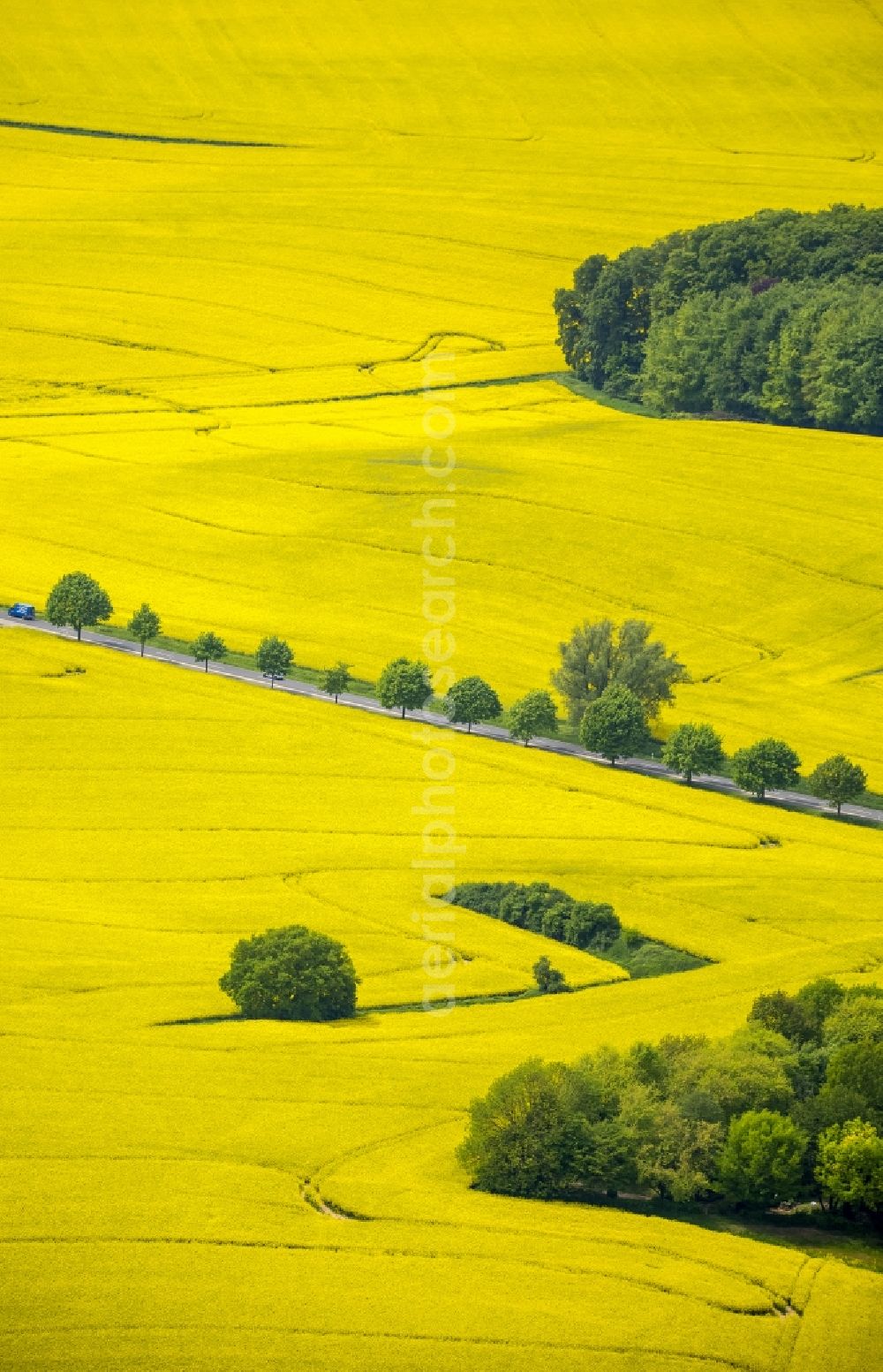 Erkrath from the bird's eye view: Field landscape yellow flowering rapeseed flowers near Erkrath in the state North Rhine-Westphalia