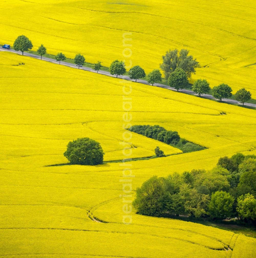 Aerial image Erkrath - Field landscape yellow flowering rapeseed flowers near Erkrath in the state North Rhine-Westphalia