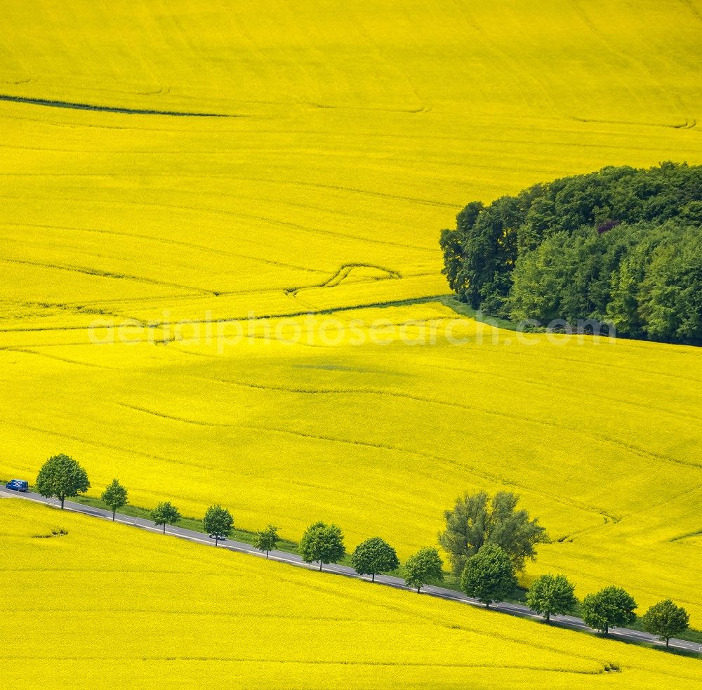 Aerial photograph Erkrath - Field landscape yellow flowering rapeseed flowers near Erkrath in the state North Rhine-Westphalia