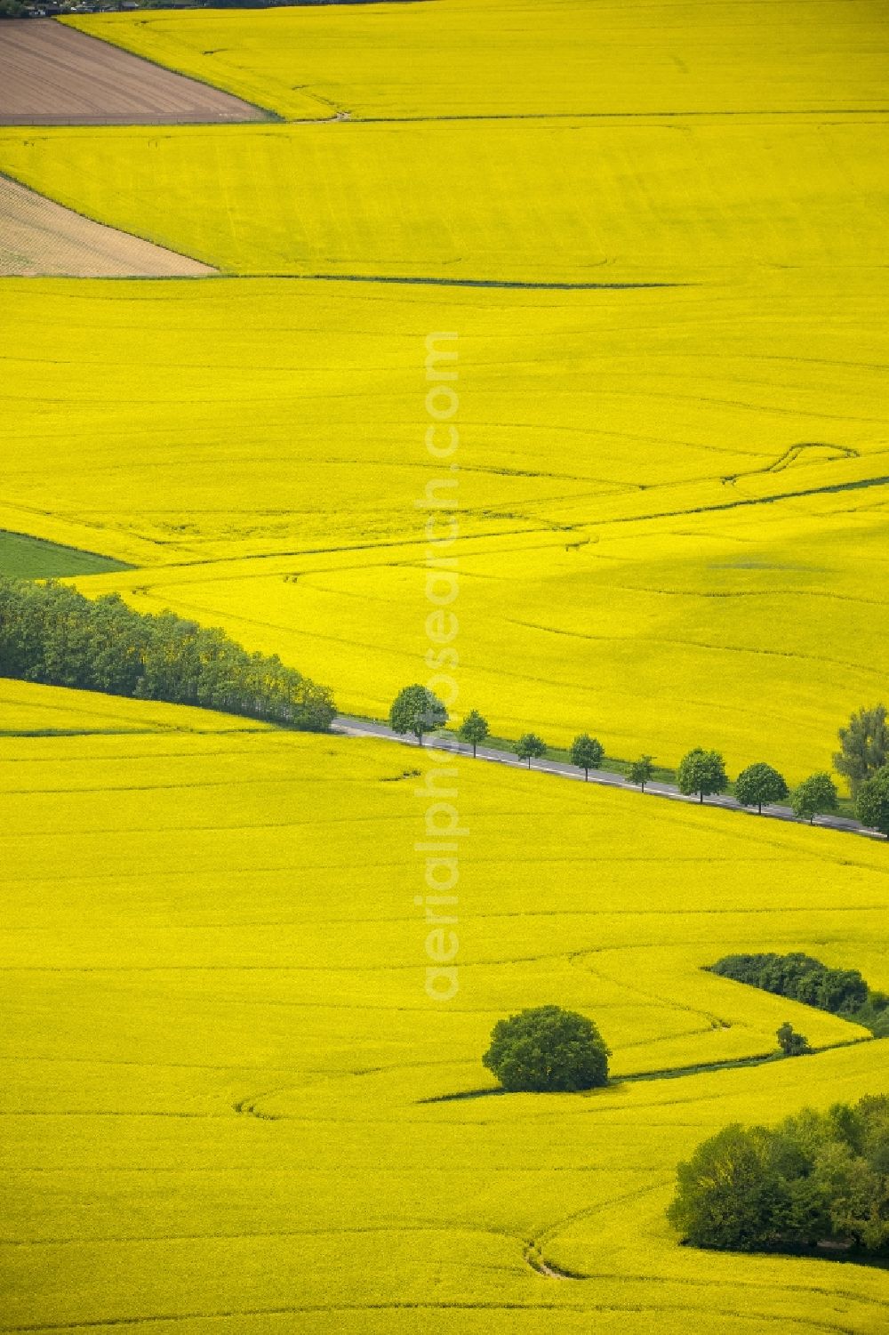 Erkrath from above - Field landscape yellow flowering rapeseed flowers near Erkrath in the state North Rhine-Westphalia