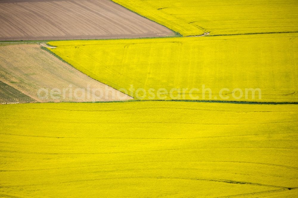 Erkrath from the bird's eye view: Field landscape yellow flowering rapeseed flowers near Erkrath in the state North Rhine-Westphalia