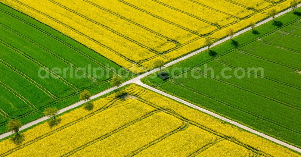 Belecke from above - Field landscape yellow flowering rapeseed flowers in Belecke in the state North Rhine-Westphalia, Germany