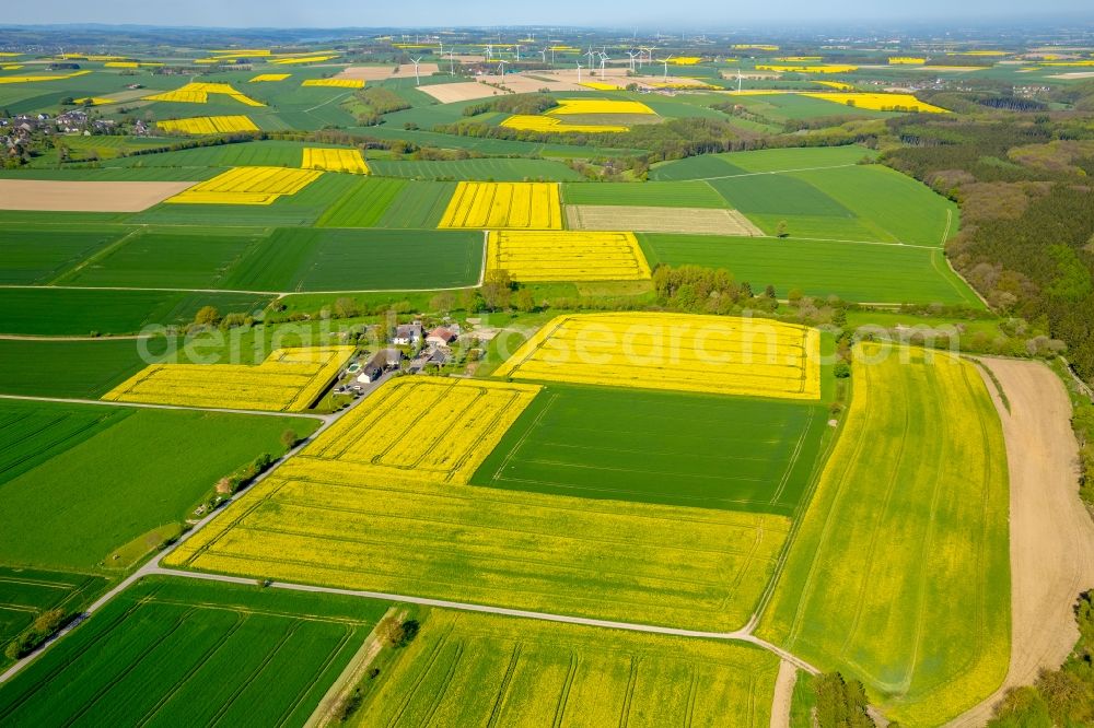 Belecke from above - Field landscape yellow flowering rapeseed flowers in Belecke in the state North Rhine-Westphalia, Germany