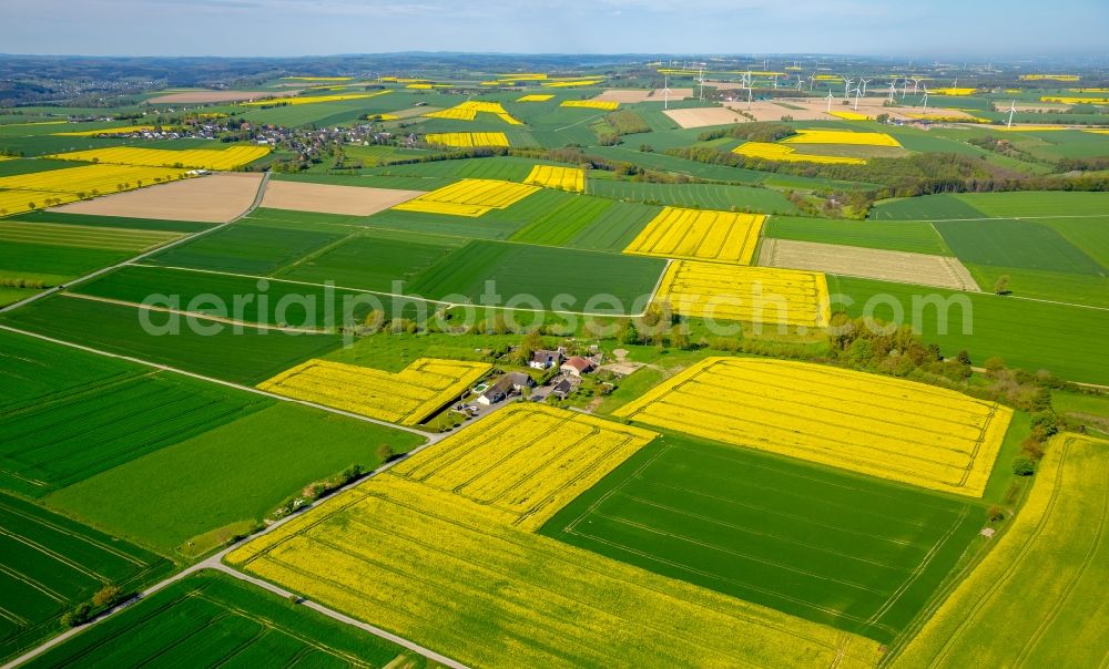 Belecke from the bird's eye view: Field landscape yellow flowering rapeseed flowers in Belecke in the state North Rhine-Westphalia, Germany