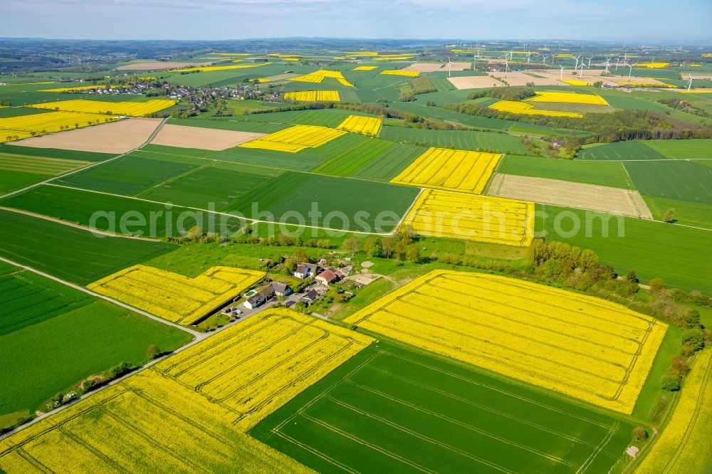 Aerial image Belecke - Field landscape yellow flowering rapeseed flowers in Belecke in the state North Rhine-Westphalia, Germany