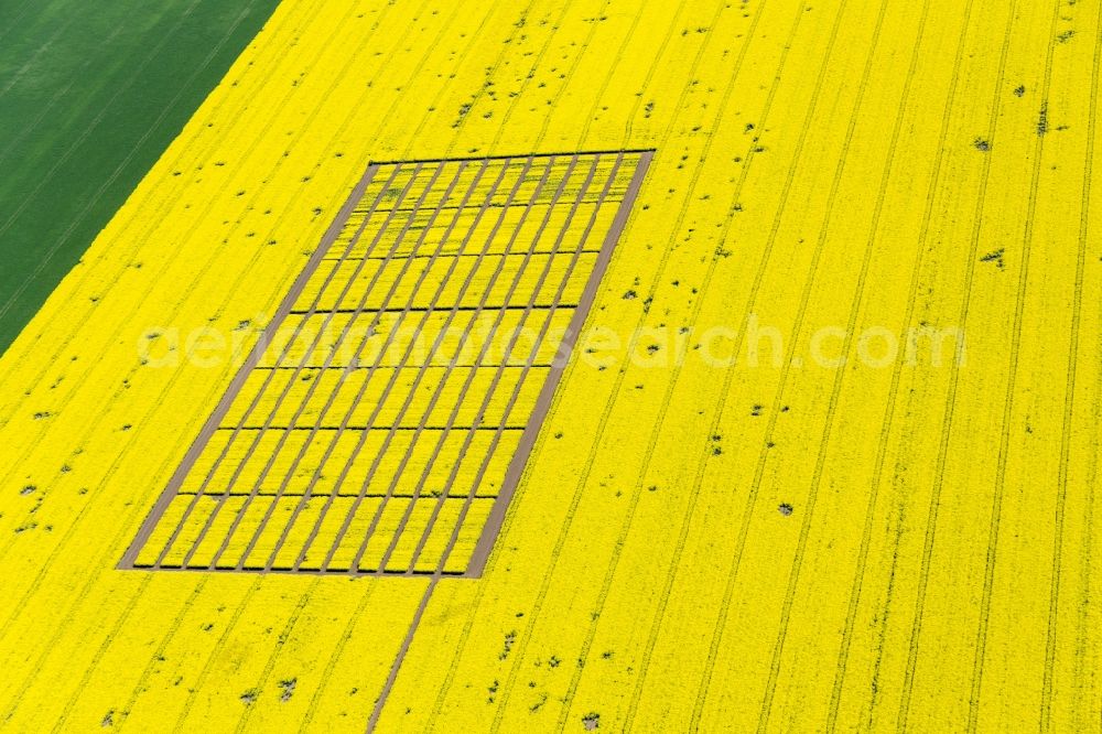 Biendorf from the bird's eye view: Field landscape yellow flowering rapeseed flowers in Biendorf in the state Saxony-Anhalt