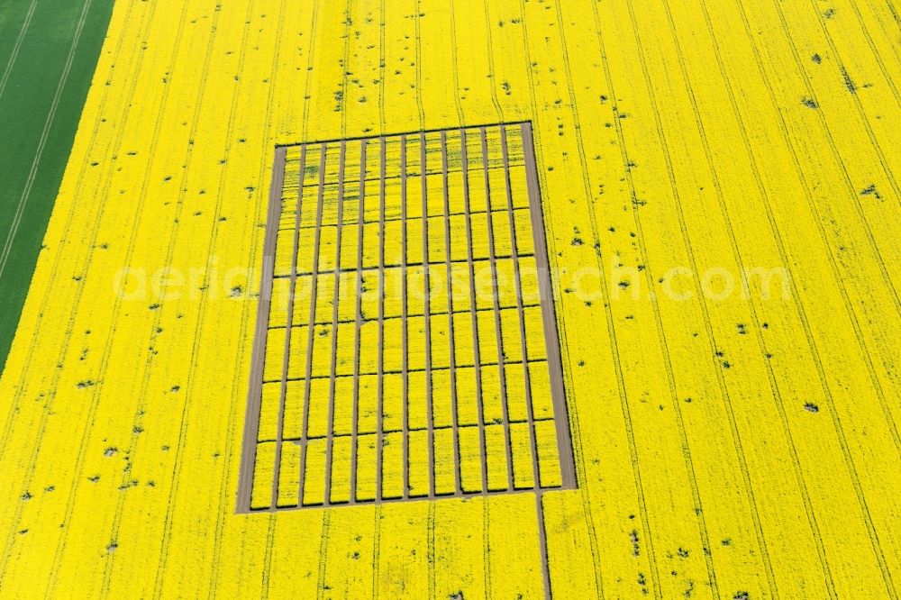 Aerial image Biendorf - Field landscape yellow flowering rapeseed flowers in Biendorf in the state Saxony-Anhalt