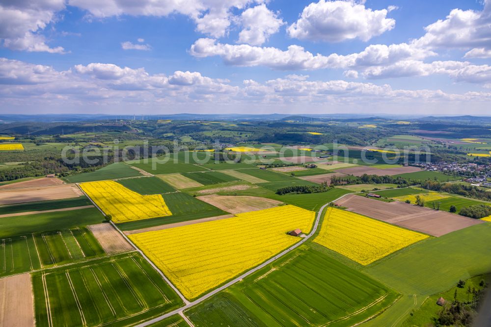 Borgentreich from the bird's eye view: Field landscape yellow flowering rapeseed flowers in Borgentreich in the state North Rhine-Westphalia, Germany