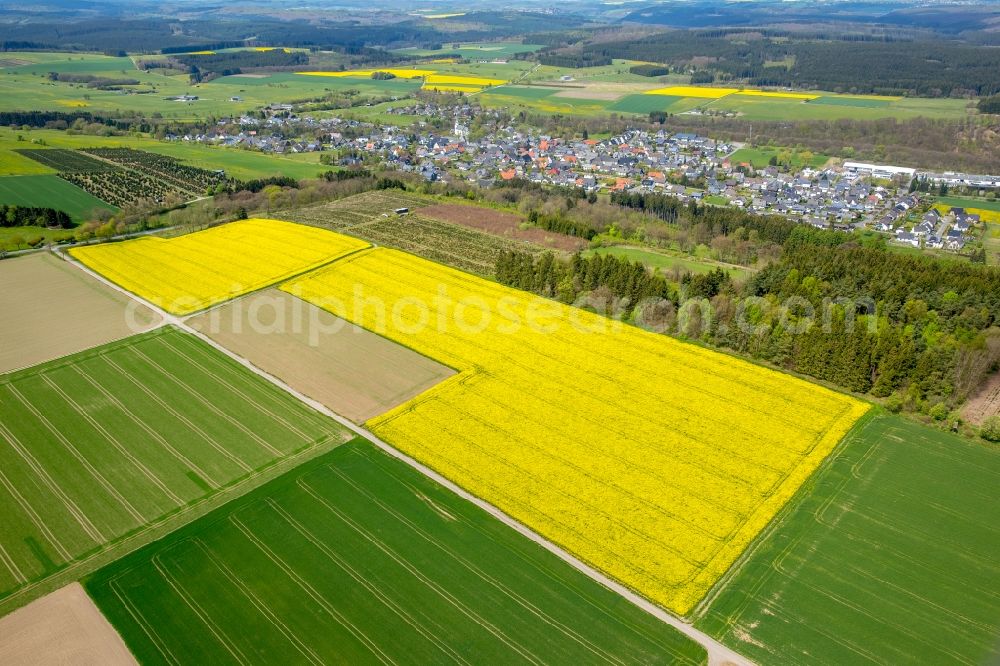 Brilon from above - Field landscape yellow flowering rapeseed flowers in Brilon in the state North Rhine-Westphalia, Germany