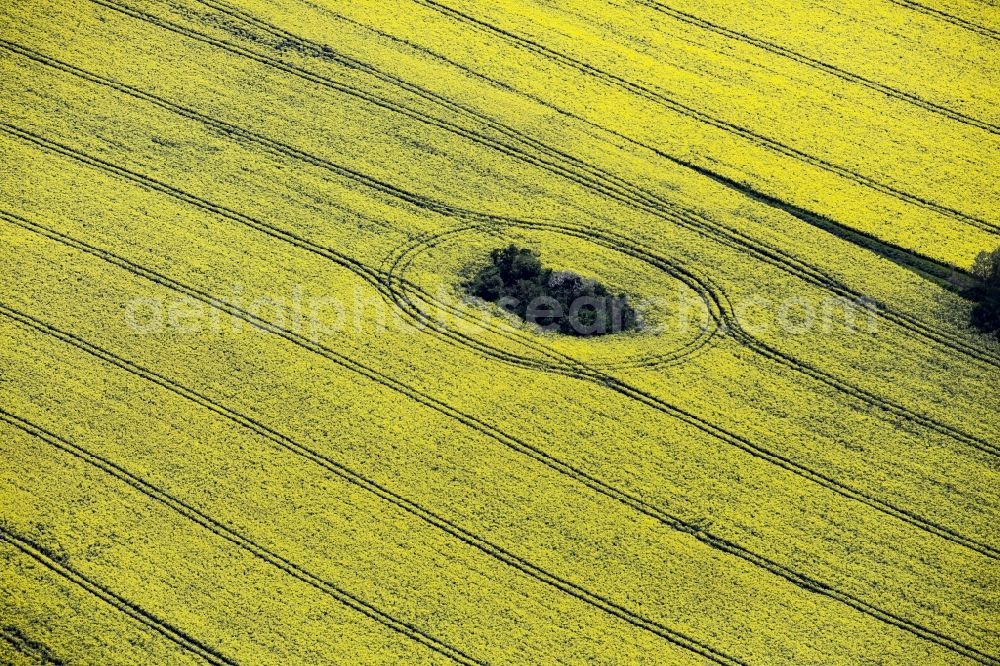 Werneuchen from above - Field landscape yellow flowering rapeseed flowers with trees in Werneuchen in the state of Brandenburg