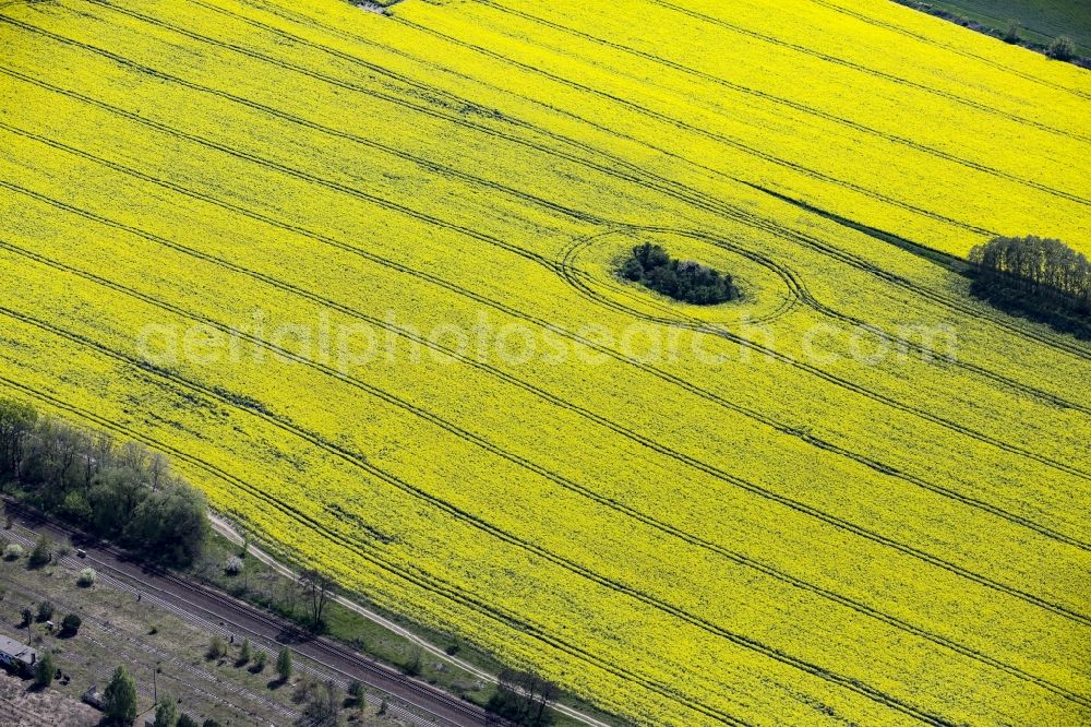 Werneuchen from the bird's eye view: Field landscape yellow flowering rapeseed flowers with trees in Werneuchen in the state of Brandenburg