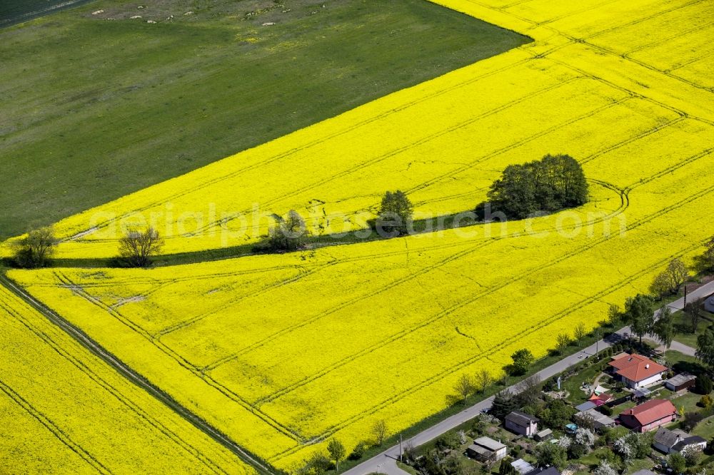 Aerial image Werneuchen - Field landscape yellow flowering rapeseed flowers with trees in Werneuchen in the state of Brandenburg