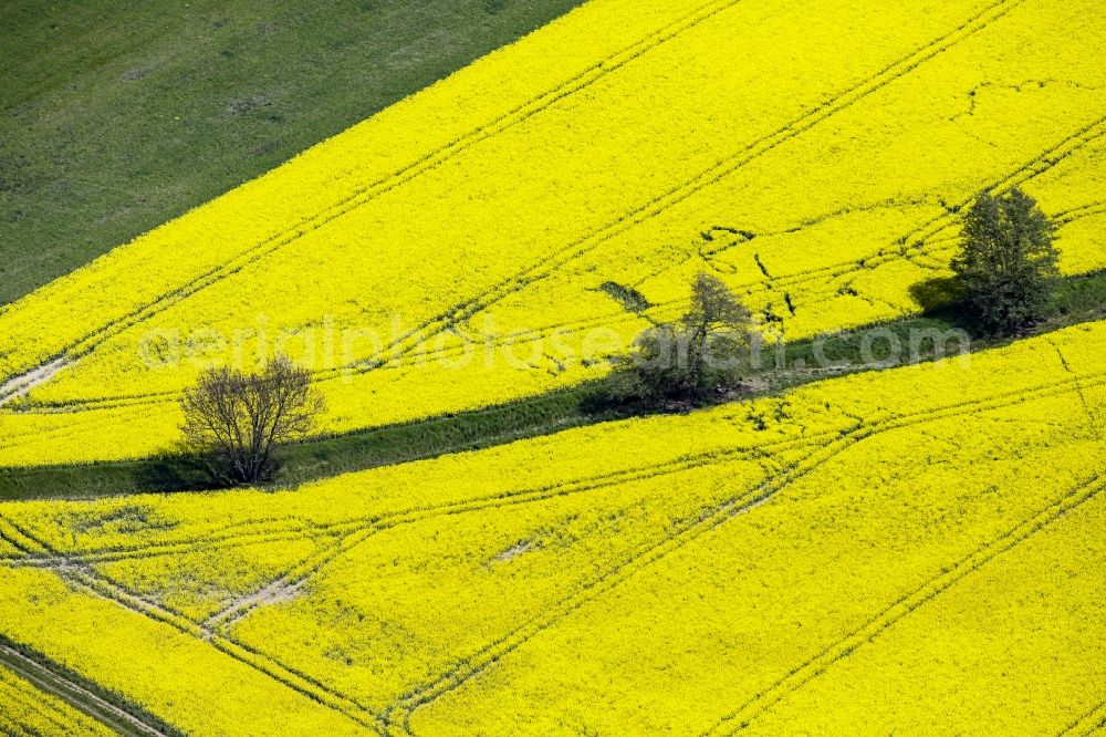 Aerial photograph Werneuchen - Field landscape yellow flowering rapeseed flowers with trees in Werneuchen in the state of Brandenburg