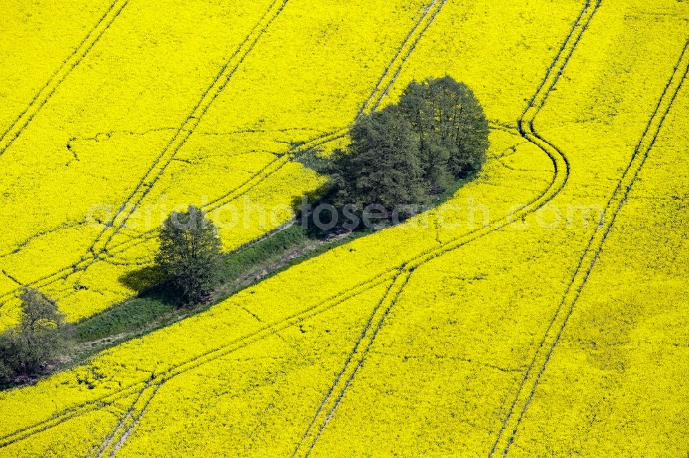 Werneuchen from above - Field landscape yellow flowering rapeseed flowers with trees in Werneuchen in the state of Brandenburg