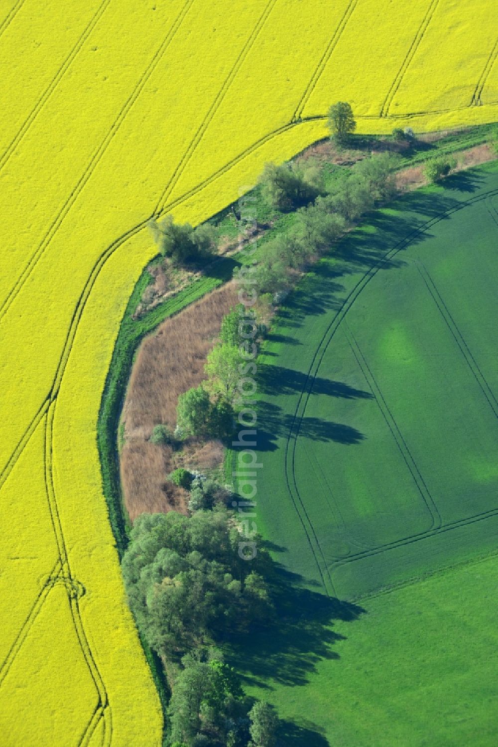 Dabrun from above - Field landscape yellow flowering rapeseed flowers in Dabrun in the state Saxony-Anhalt