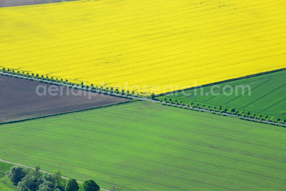 Dabrun from the bird's eye view: Field landscape yellow flowering rapeseed flowers in Dabrun in the state Saxony-Anhalt