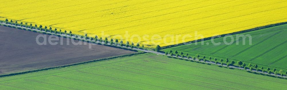 Aerial image Dabrun - Field landscape yellow flowering rapeseed flowers in Dabrun in the state Saxony-Anhalt