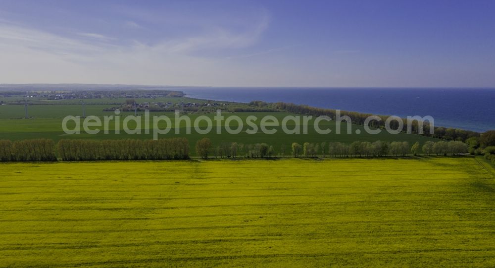 Diedrichshagen from above - Field landscape yellow flowering rapeseed flowers in Diedrichshagen in the state Mecklenburg - Western Pomerania, Germany