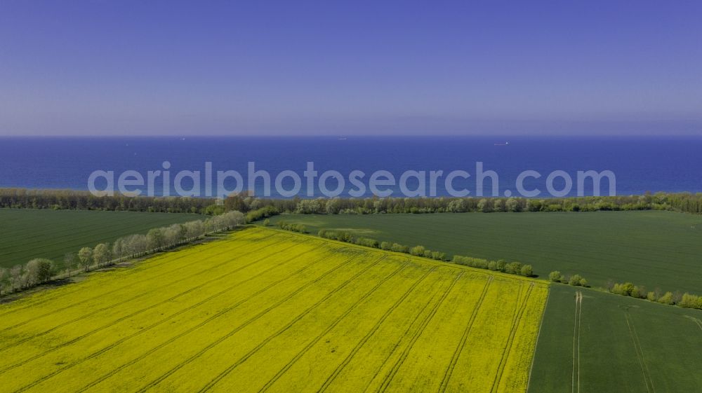 Aerial image Diedrichshagen - Field landscape yellow flowering rapeseed flowers in Diedrichshagen in the state Mecklenburg - Western Pomerania, Germany