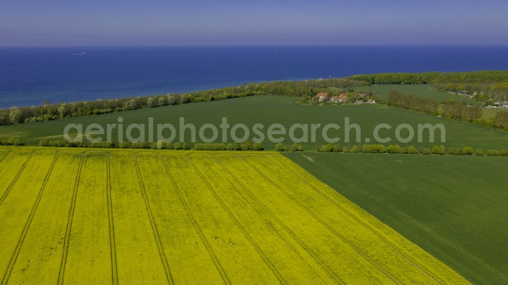 Aerial photograph Diedrichshagen - Field landscape yellow flowering rapeseed flowers in Diedrichshagen in the state Mecklenburg - Western Pomerania, Germany