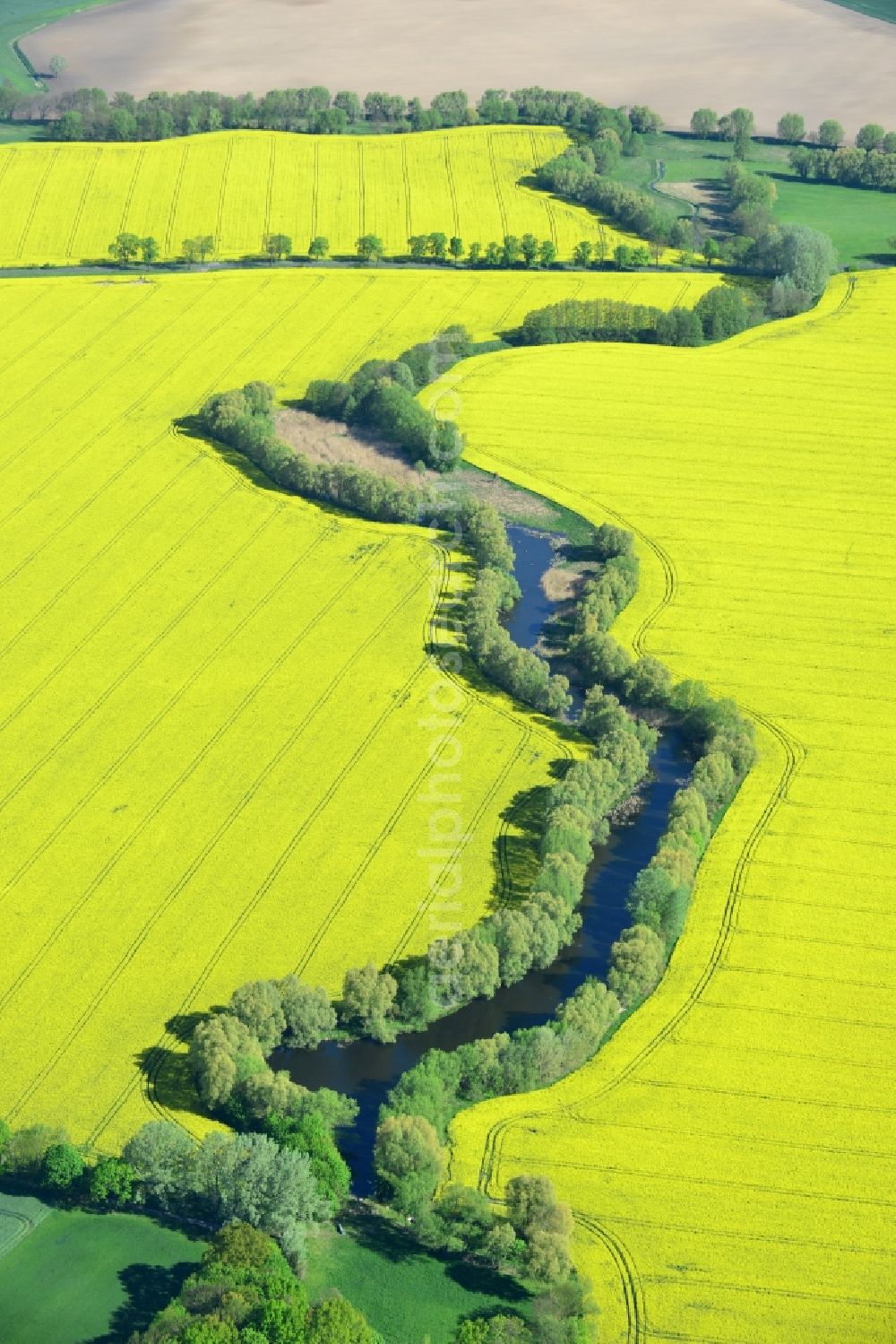 Aerial photograph Altlandsberg - Field landscape yellow flowering rapeseed flowers in Altlandsberg in the state Brandenburg