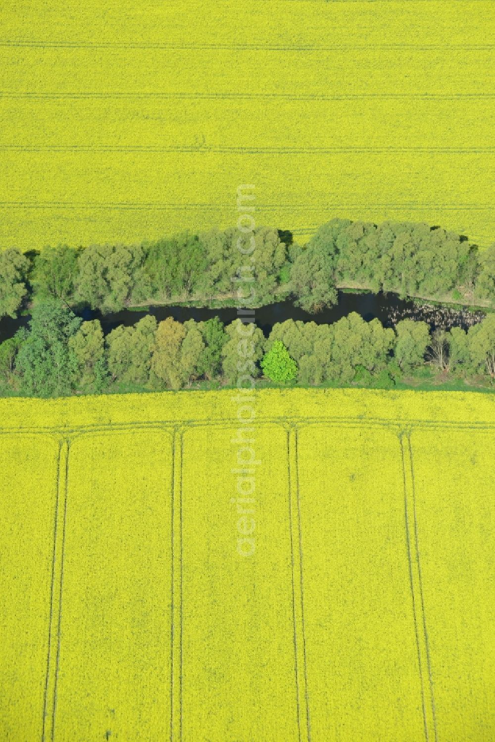 Altlandsberg from above - Field landscape yellow flowering rapeseed flowers in Altlandsberg in the state Brandenburg