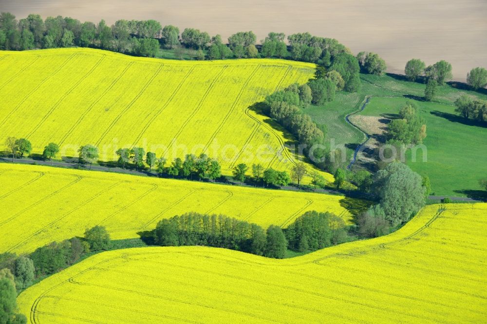 Aerial photograph Altlandsberg - Field landscape yellow flowering rapeseed flowers in Altlandsberg in the state Brandenburg