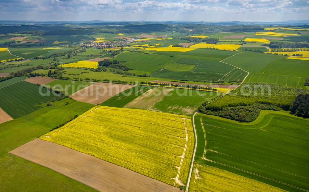 Erkeln from the bird's eye view: Field landscape yellow flowering rapeseed flowers in Erkeln in the state North Rhine-Westphalia, Germany