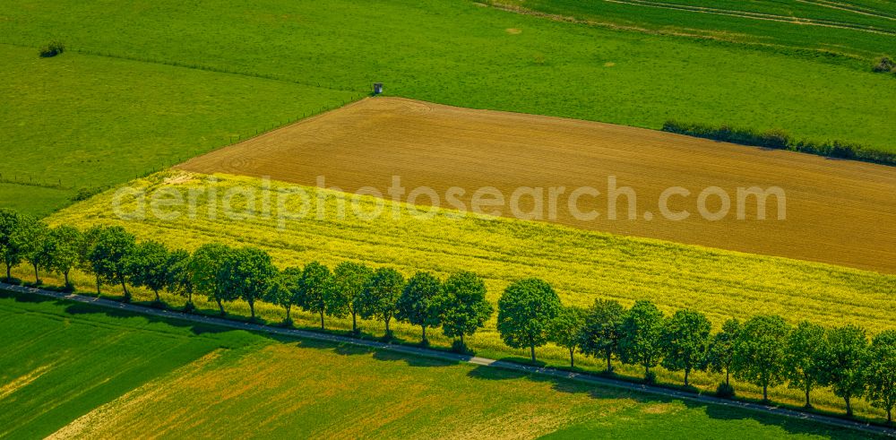 Aerial photograph Erkeln - Field landscape yellow flowering rapeseed flowers in Erkeln in the state North Rhine-Westphalia, Germany