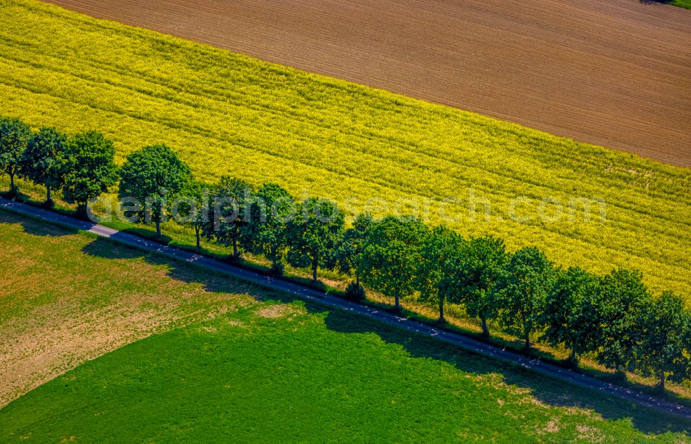 Erkeln from above - Field landscape yellow flowering rapeseed flowers in Erkeln in the state North Rhine-Westphalia, Germany