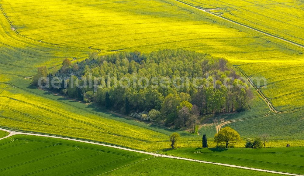 Aerial image Erkrath - Field landscape yellow flowering rapeseed flowers in Erkrath in the state North Rhine-Westphalia