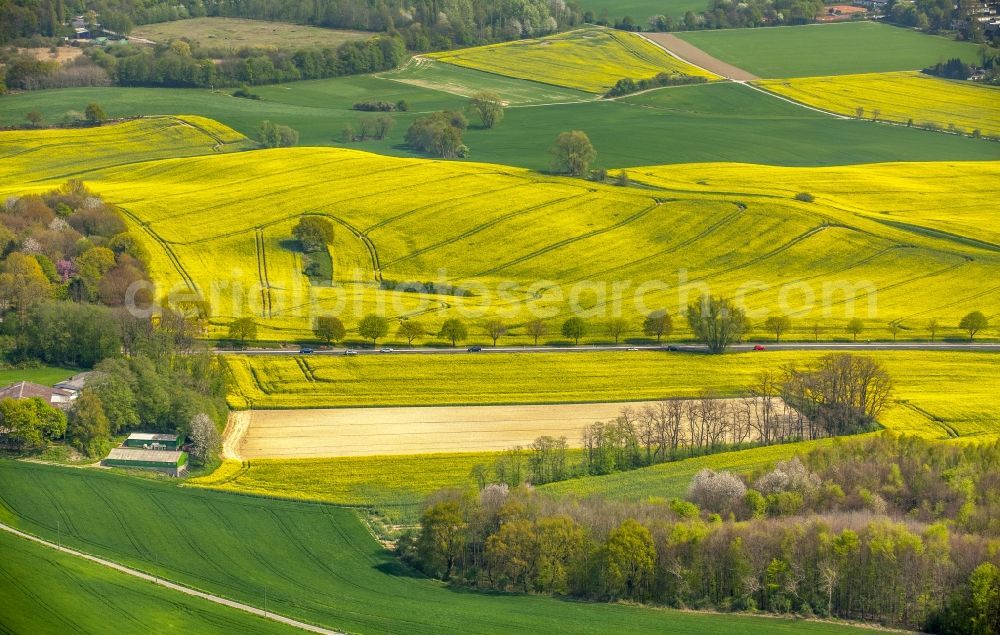 Aerial photograph Erkrath - Field landscape yellow flowering rapeseed flowers in Erkrath in the state North Rhine-Westphalia