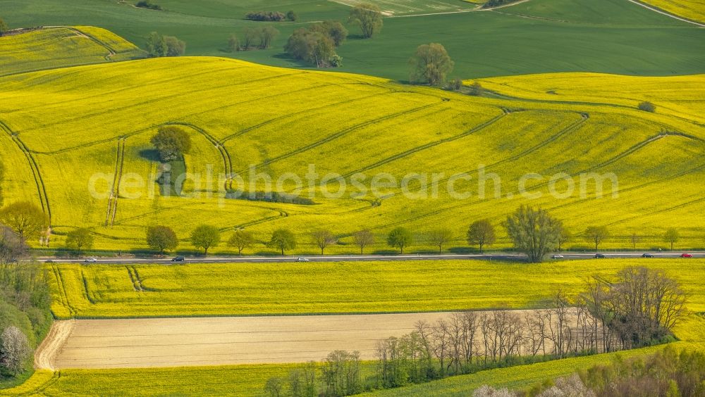 Erkrath from above - Field landscape yellow flowering rapeseed flowers in Erkrath in the state North Rhine-Westphalia