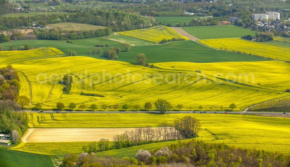 Erkrath from the bird's eye view: Field landscape yellow flowering rapeseed flowers in Erkrath in the state North Rhine-Westphalia