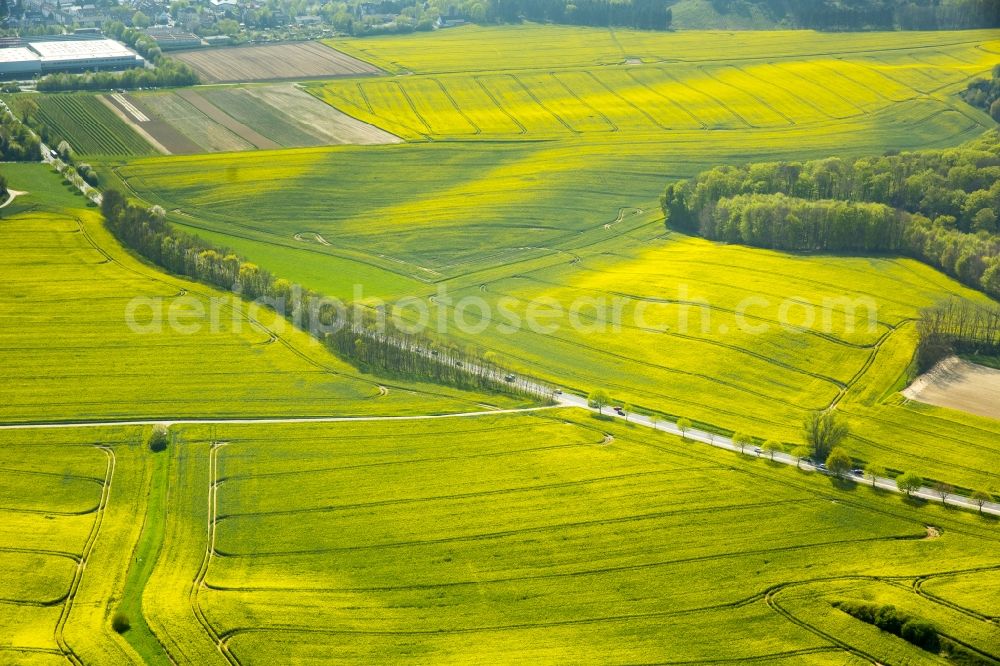 Aerial photograph Erkrath - Field landscape yellow flowering rapeseed flowers in Erkrath in the state North Rhine-Westphalia