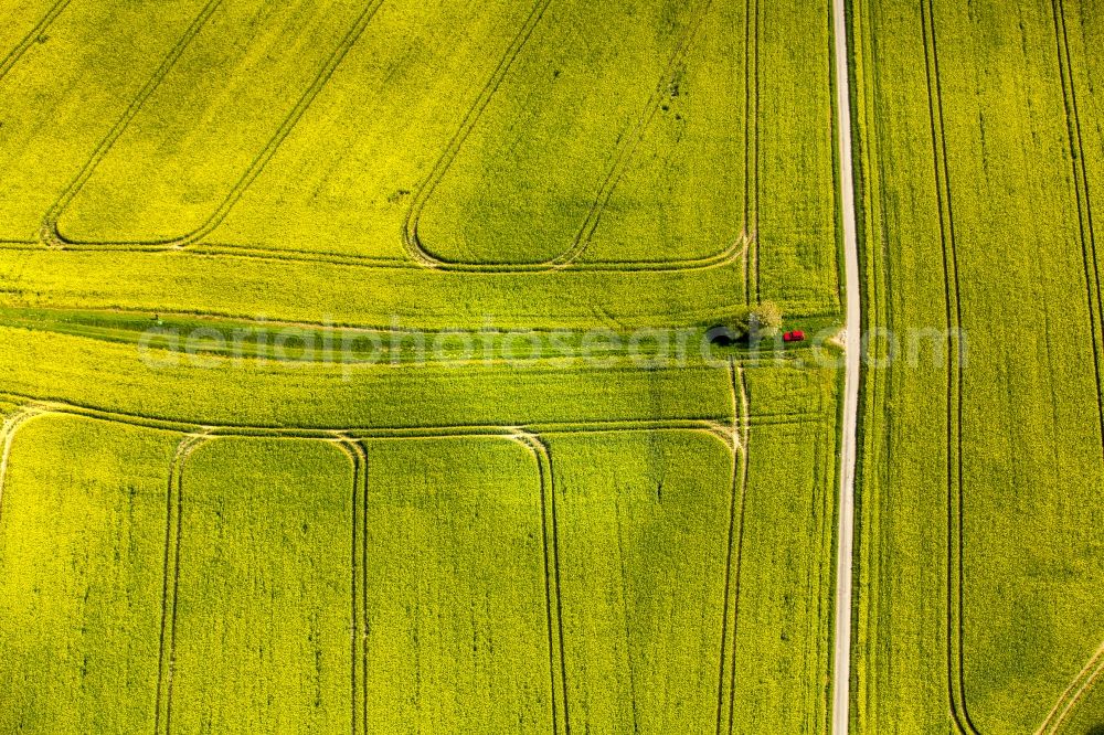 Erkrath from above - Field landscape yellow flowering rapeseed flowers in Erkrath in the state North Rhine-Westphalia