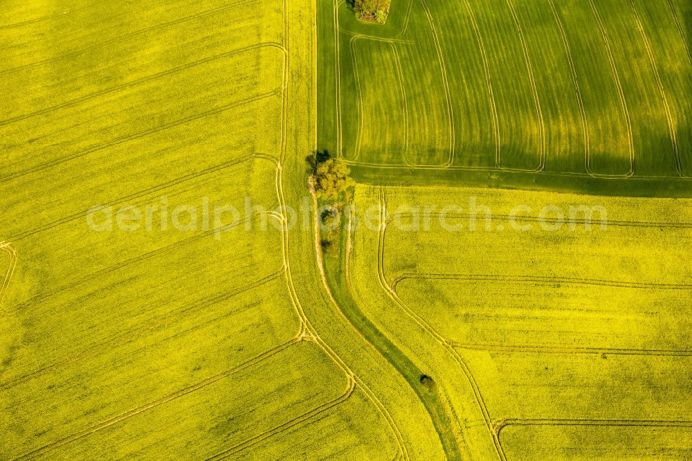 Erkrath from the bird's eye view: Field landscape yellow flowering rapeseed flowers in Erkrath in the state North Rhine-Westphalia