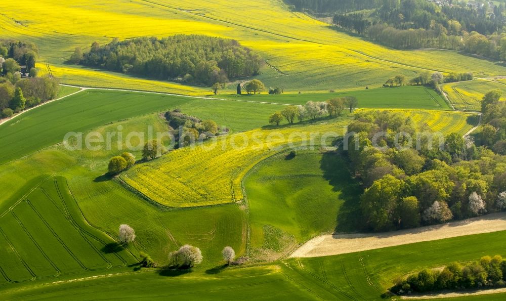 Aerial photograph Erkrath - Field landscape yellow flowering rapeseed flowers in Erkrath in the state North Rhine-Westphalia