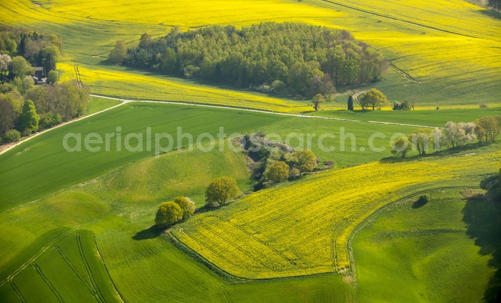 Erkrath from above - Field landscape yellow flowering rapeseed flowers in Erkrath in the state North Rhine-Westphalia